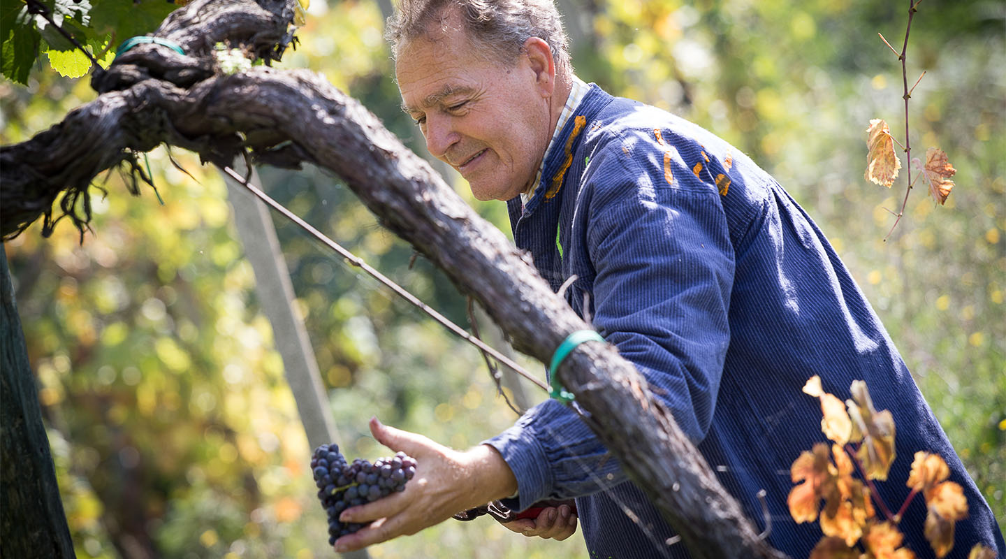 Azienda agricola | Maria Ernesta Berucci, Azienda agricola, vitivinicola e agrituristica