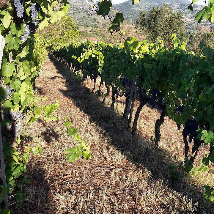 Aziena agricola | Maria Ernesta Berucci, Azienda agricola, vitivinicola e agrituristica