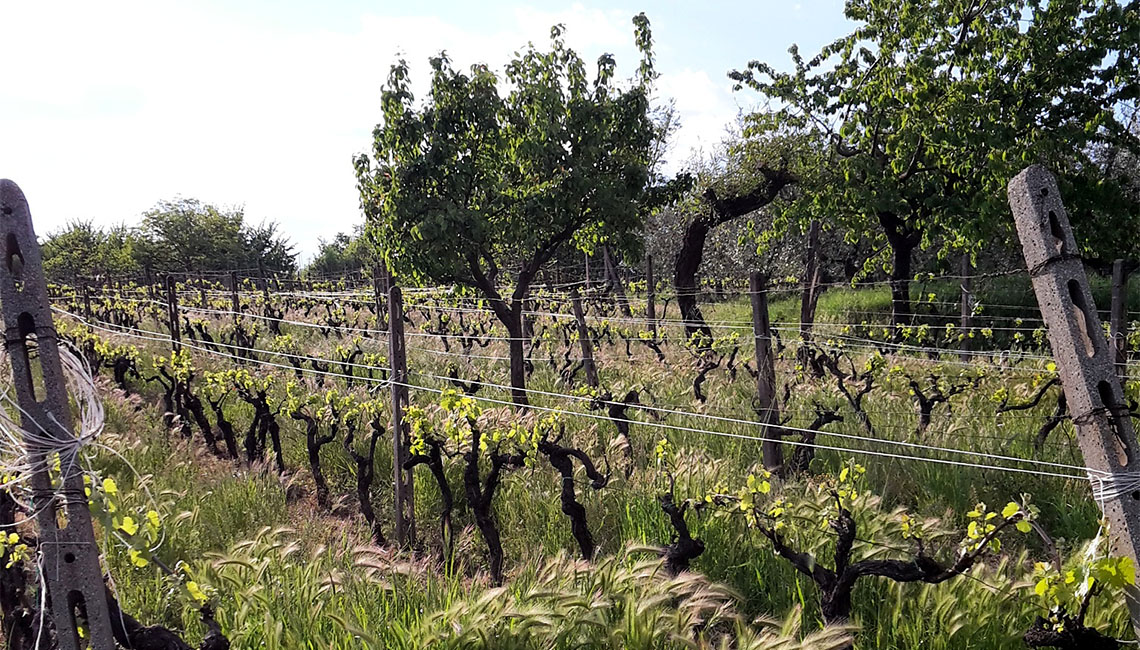 Il Territorio | Maria Ernesta Berucci, Azienda agricola, vitivinicola e agrituristica