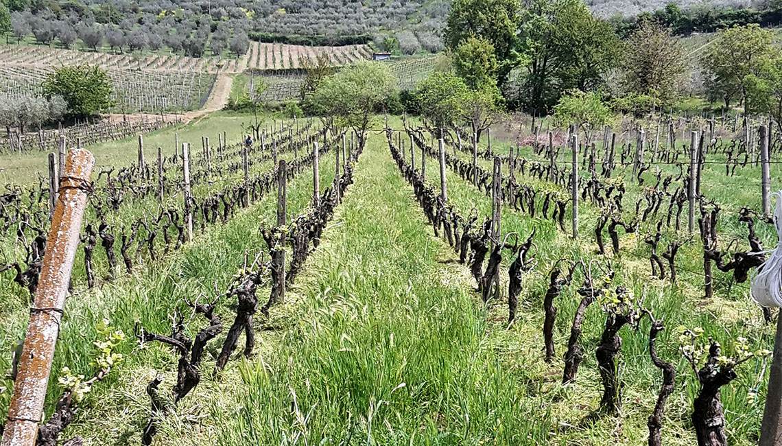 Il Territorio | Maria Ernesta Berucci, Azienda agricola, vitivinicola e agrituristica
