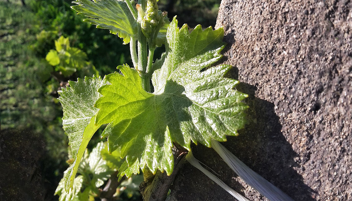 Il Territorio | Maria Ernesta Berucci, Azienda agricola, vitivinicola e agrituristica