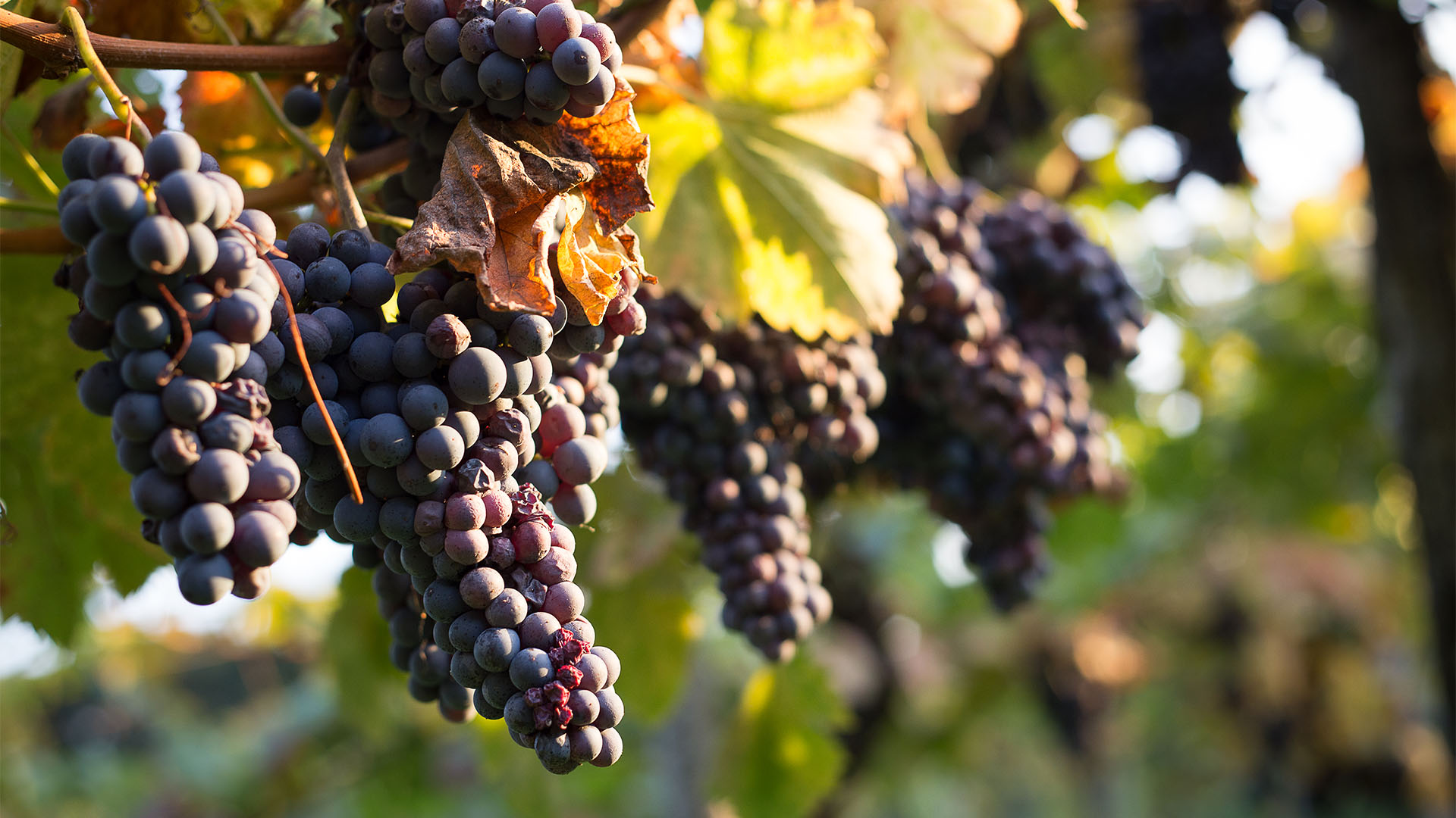Maria Ernesta Berucci | Azienda agricola, vitivinicola e agrituristica