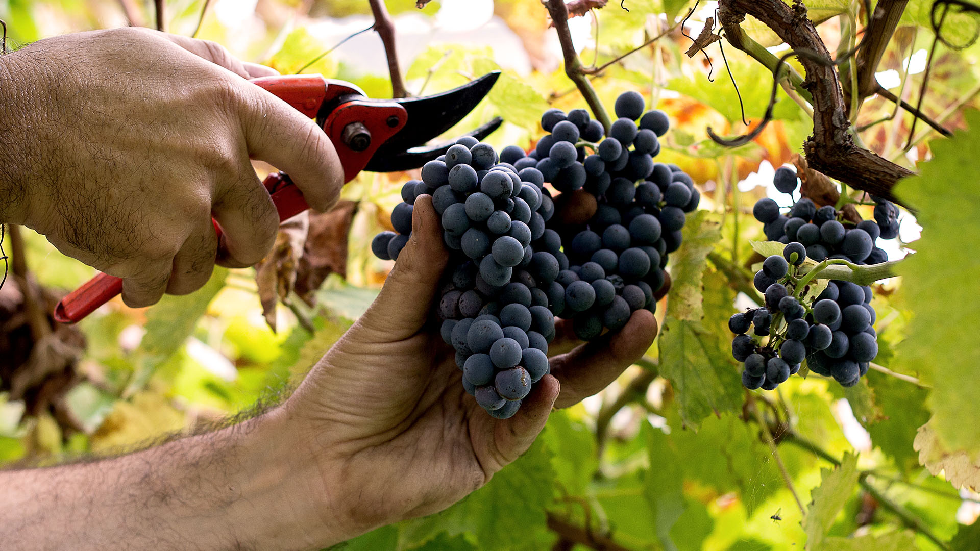 Maria Ernesta Berucci | Azienda agricola, vitivinicola e agrituristica