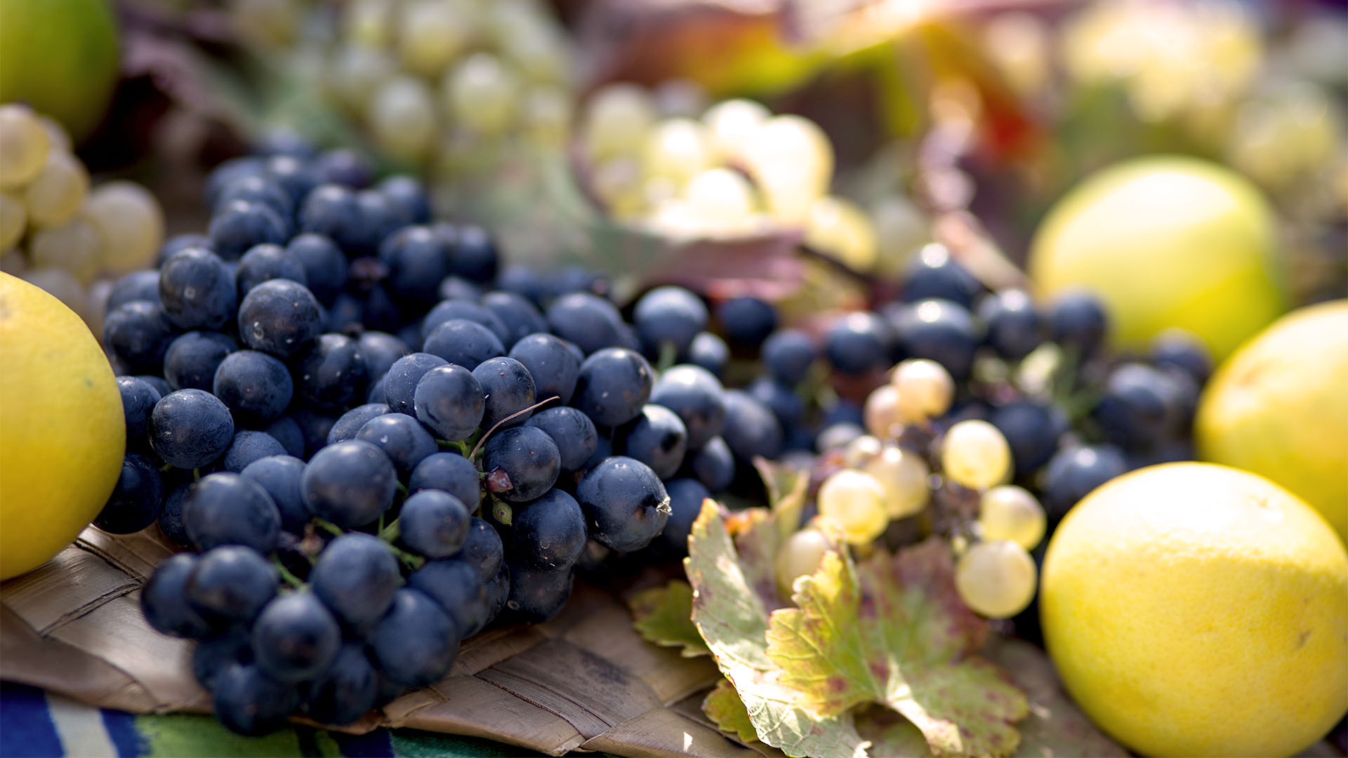 Maria Ernesta Berucci | Azienda agricola, vitivinicola e agrituristica