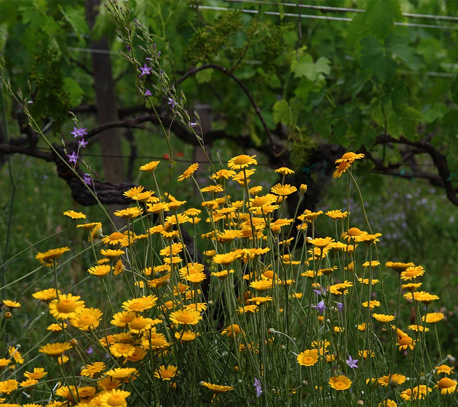 Olo-omeopatia | Maria Ernesta Berucci, Azienda agricola, vitivinicola e agrituristica