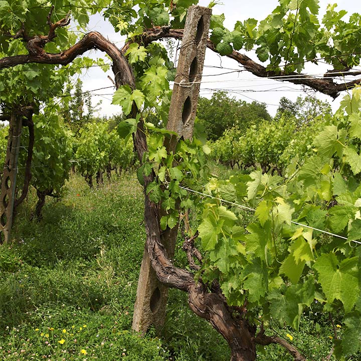 Maria Ernesta Berucci | Azienda agricola, vitivinicola e agrituristica